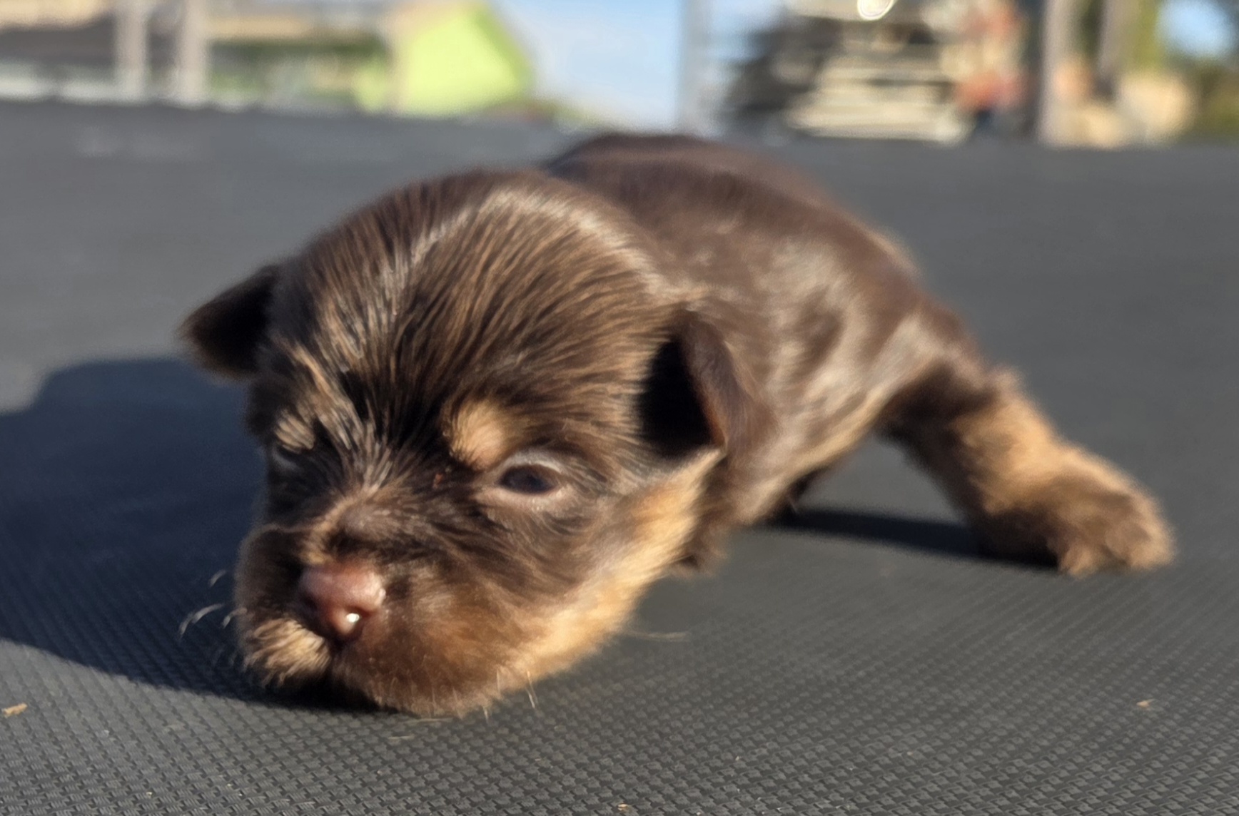 Mocha